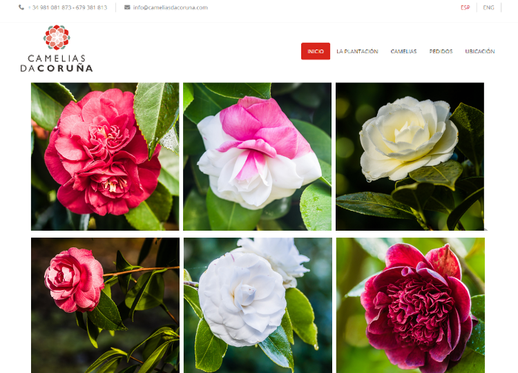 Camelias da Corua